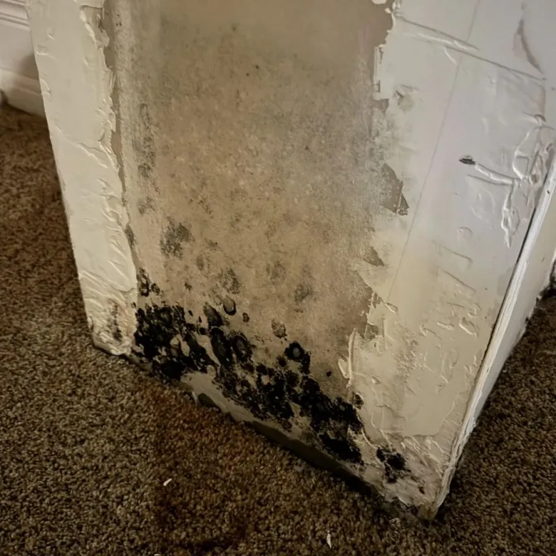 Professional Mold Removal in Pflugerville, TX